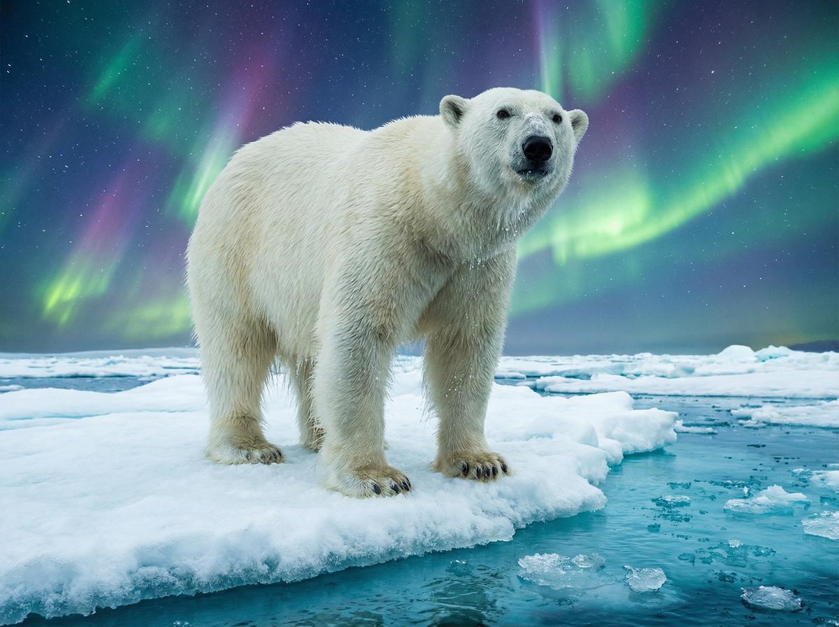 国产主播北极熊视频